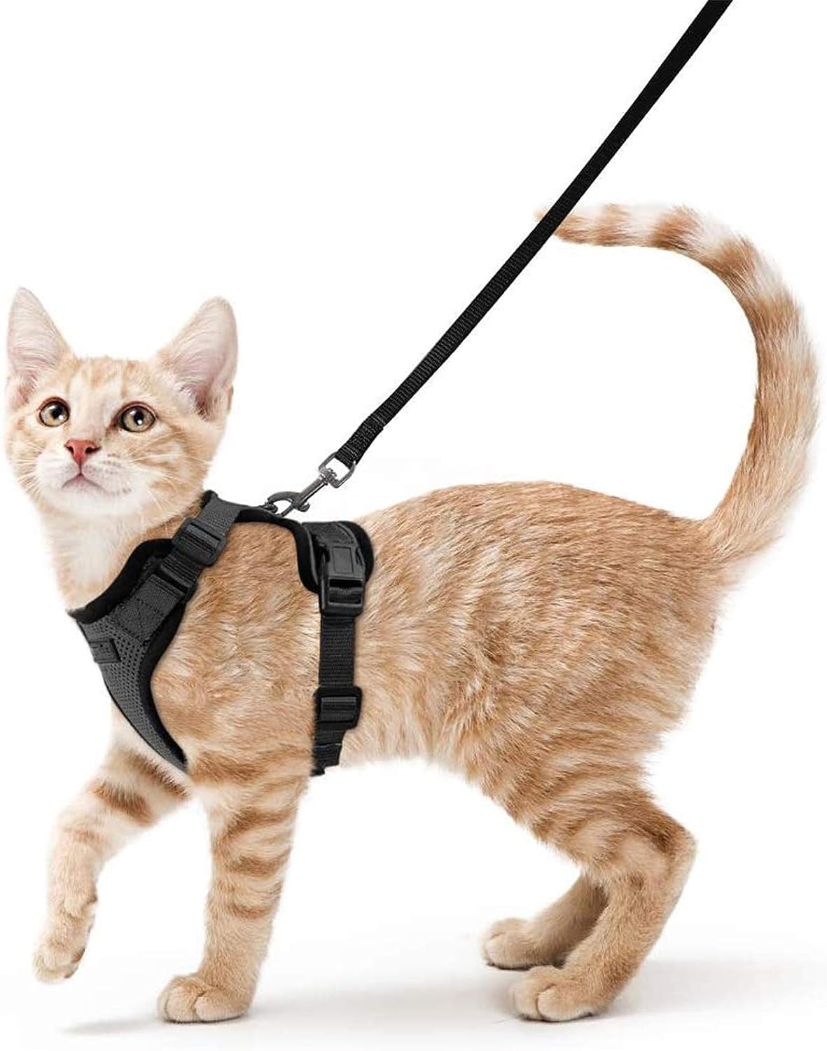 Secure Cat Harness