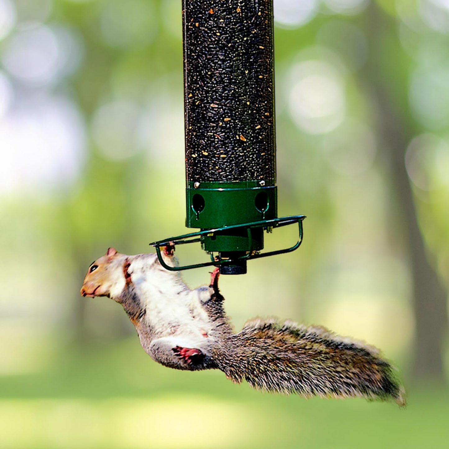 Bird Feeder That Keeps Squirrels Out