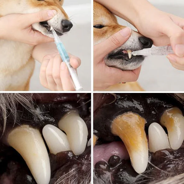 Healthy Pet Teeth: Repair & Prevention