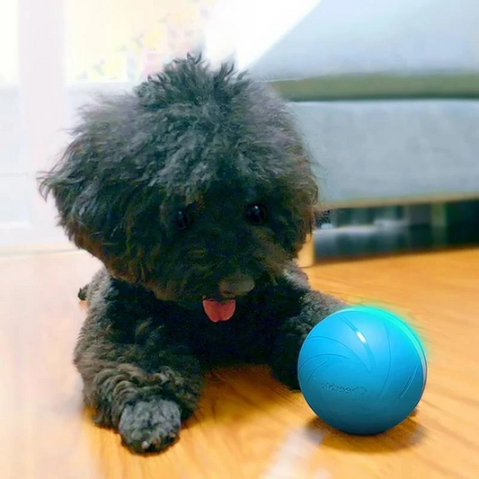 Interactive Pet Ball Toy