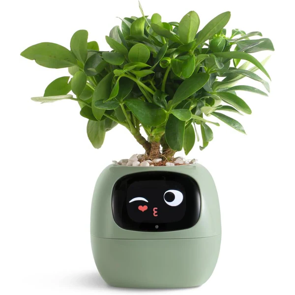 Self-Watering Smart Pot for Ivy Plants